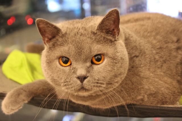 Dada - Visual Storytelling