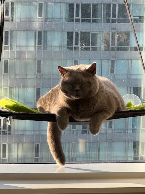 Dada - The Creative Muse