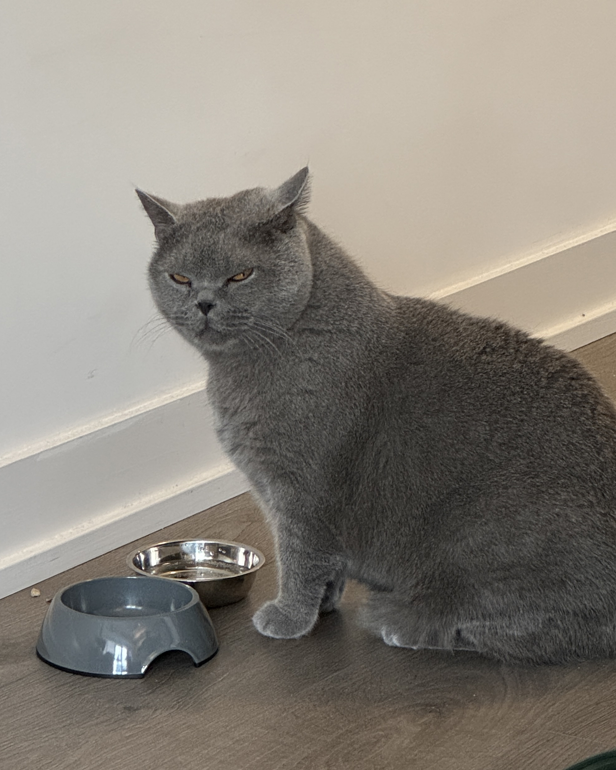 Article Writing & Page Layout